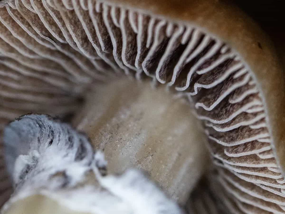 Dalle “radici” dei funghi, i miceli, si possono ricavare mattoni per l'edilizia a basso impatto ecologico, ma allo stesso tempo solidi e resistenti
