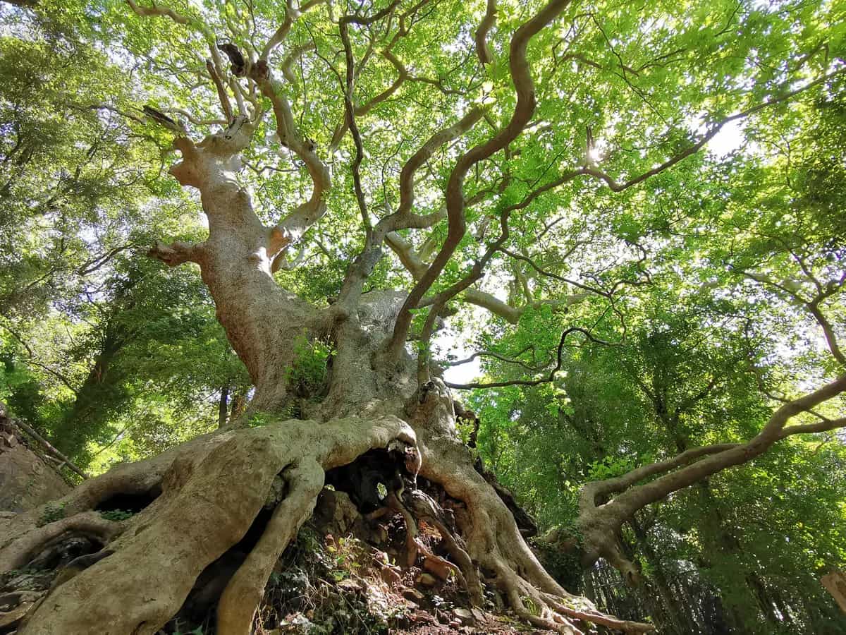 L'imponente Platano millenario di Curinga (Catanzaro) è in gara per il titolo Tree of the Year 2021