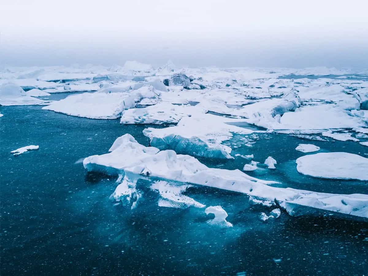 Artic Animal Movement Archive