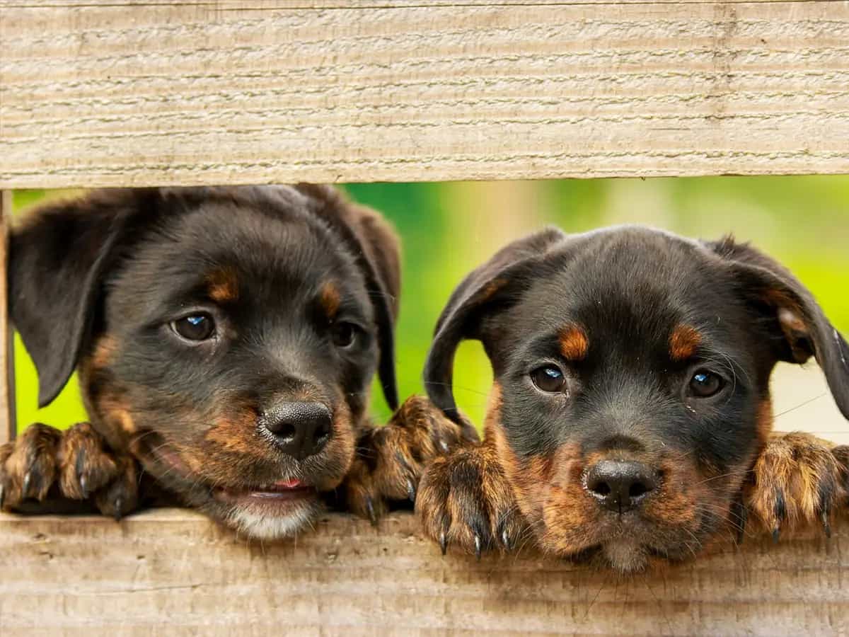 National puppy day