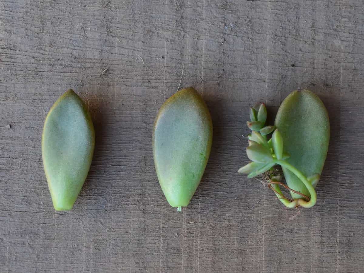 Riproduzione talee