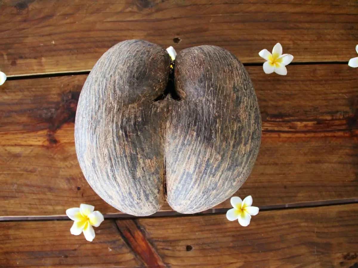 Noci di cocco di mare