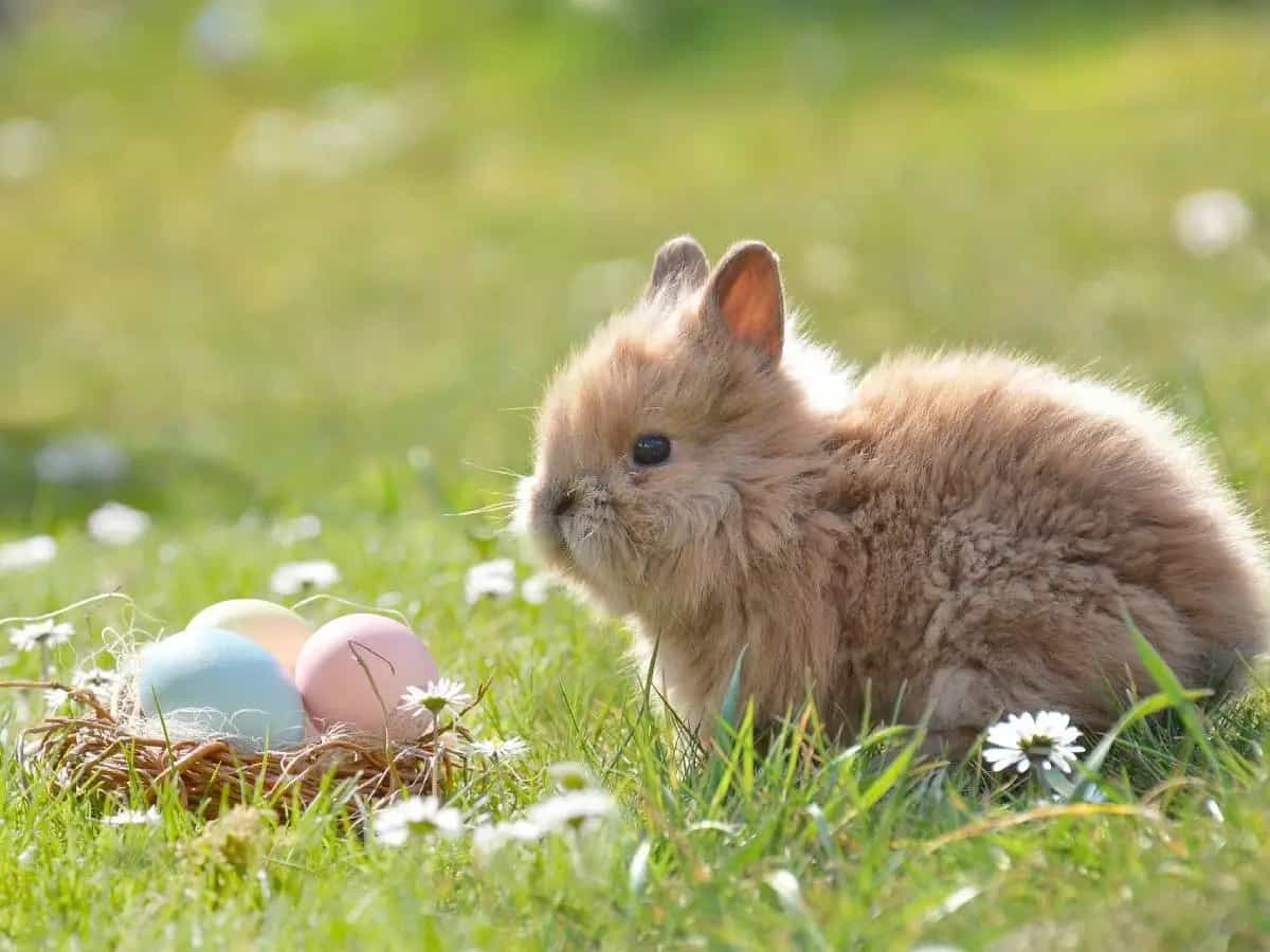 Uova di Pasqua sostenibili
