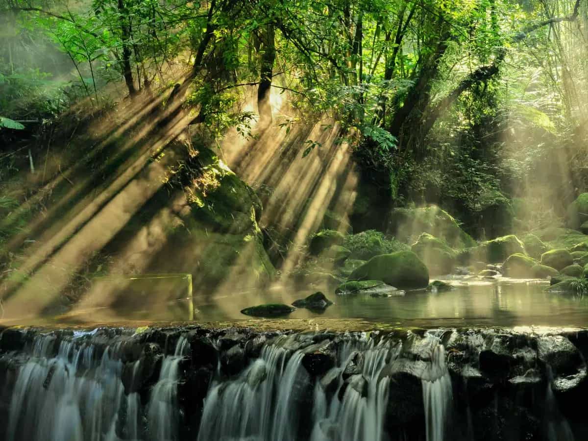 Foreste pluviali Africa