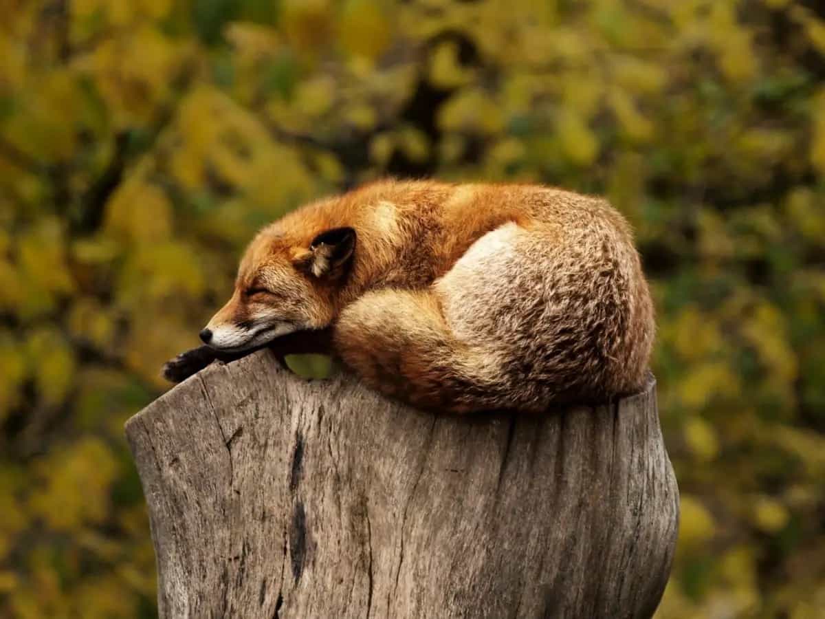 Giornata Internazionale della biodiversita