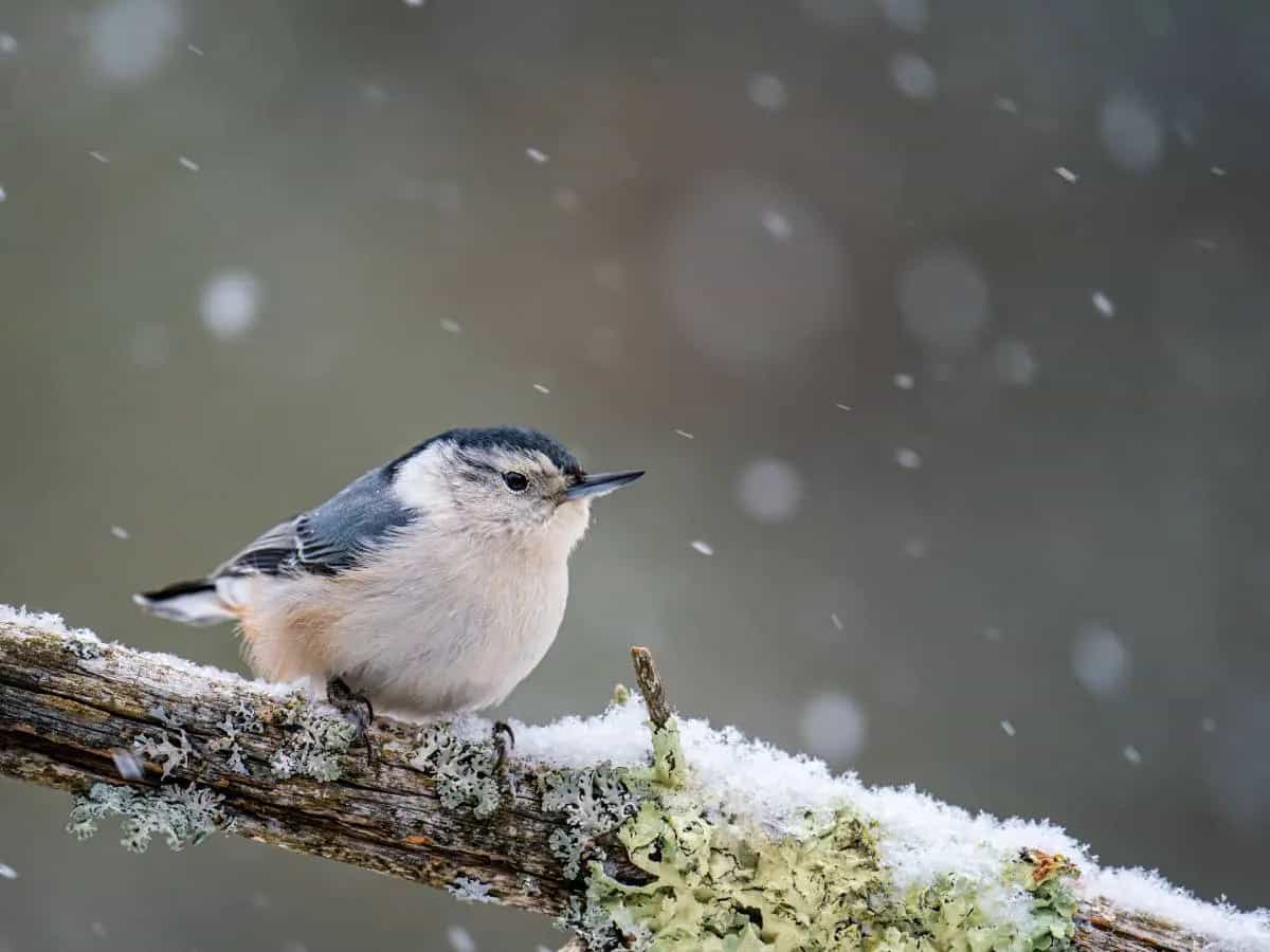 previsioni sugli obiettivi climatici