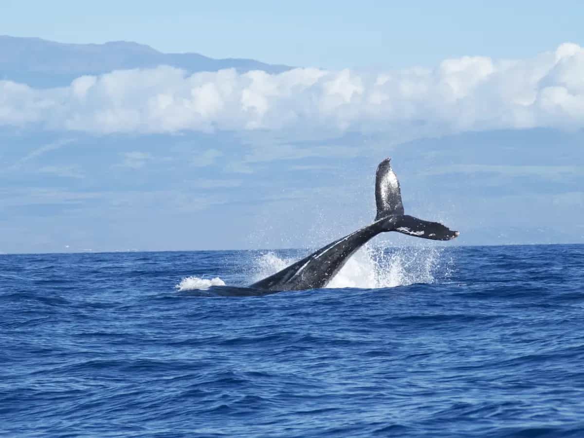 Giornata Mondiale degli Oceani