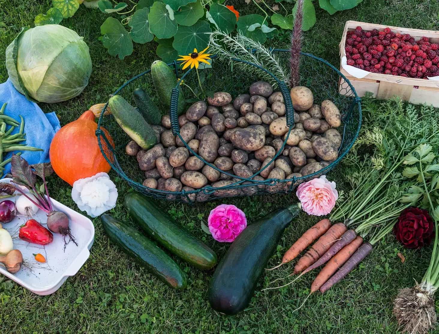 frutta verdura coltivare ombra