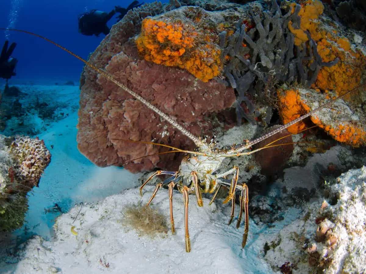 oceani più naturali
