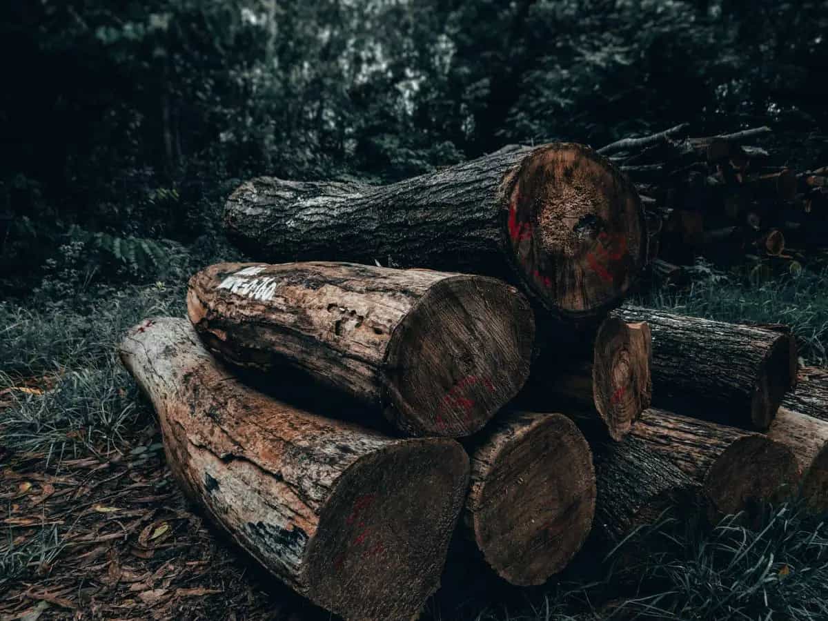 deforestazione