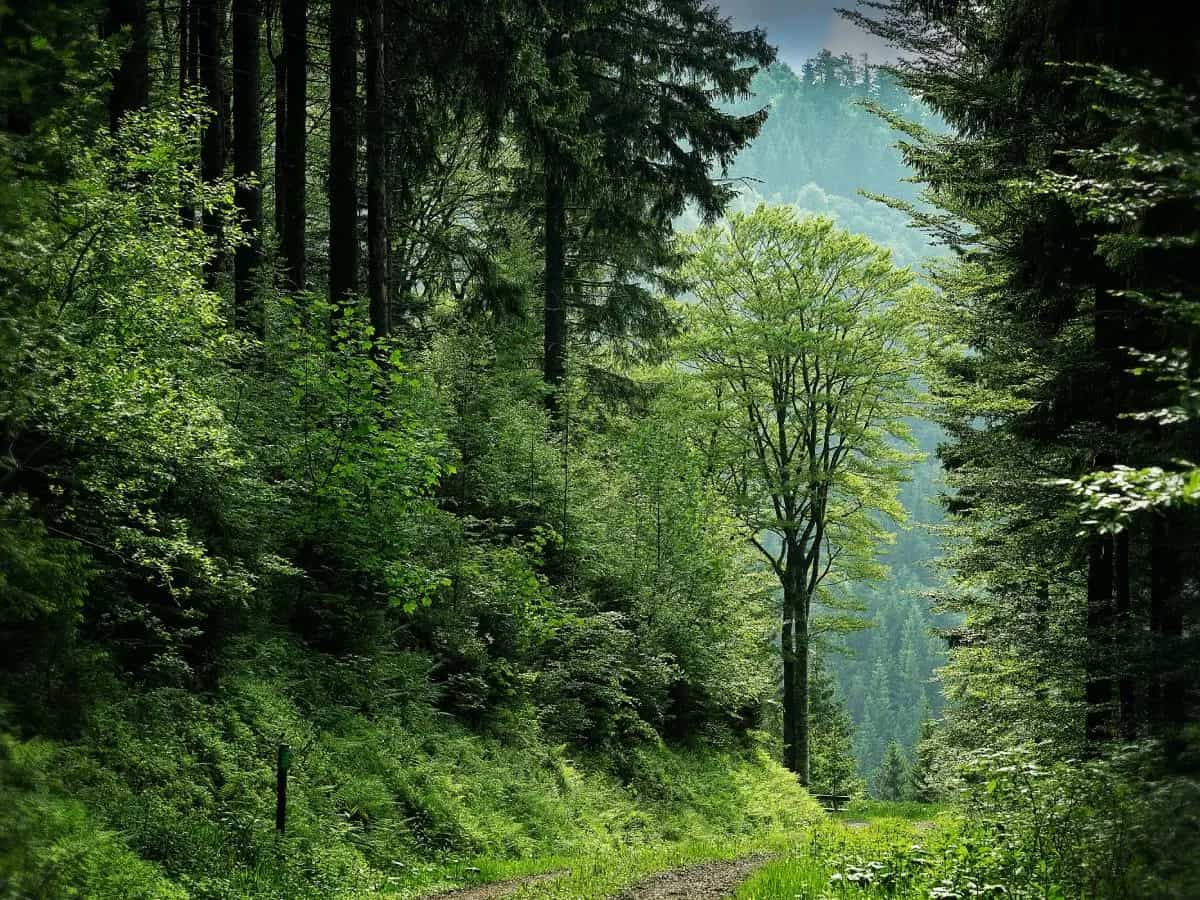 riforestazione