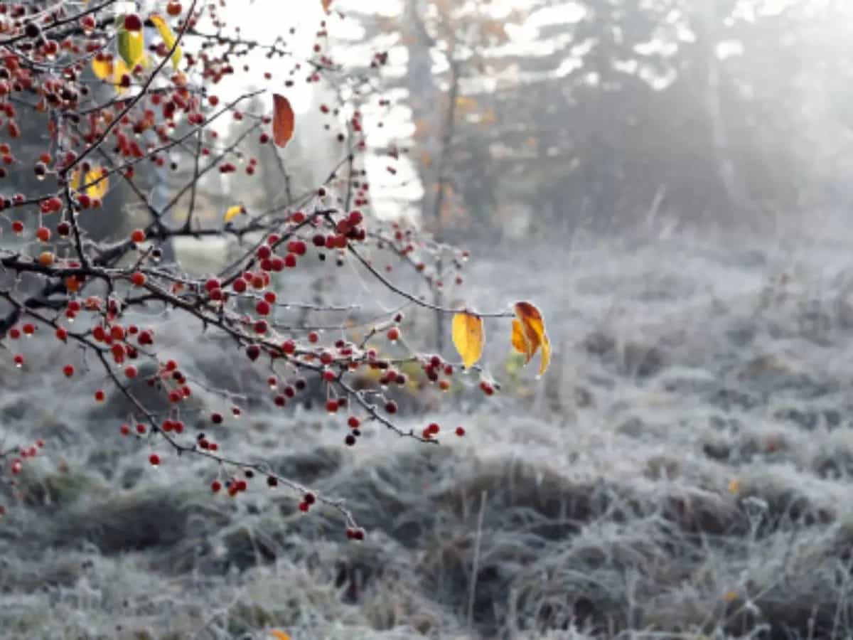 permafrost e clima