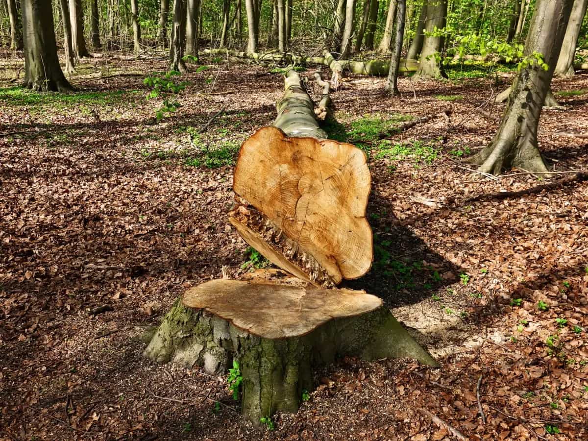 alberi rischio estinzione