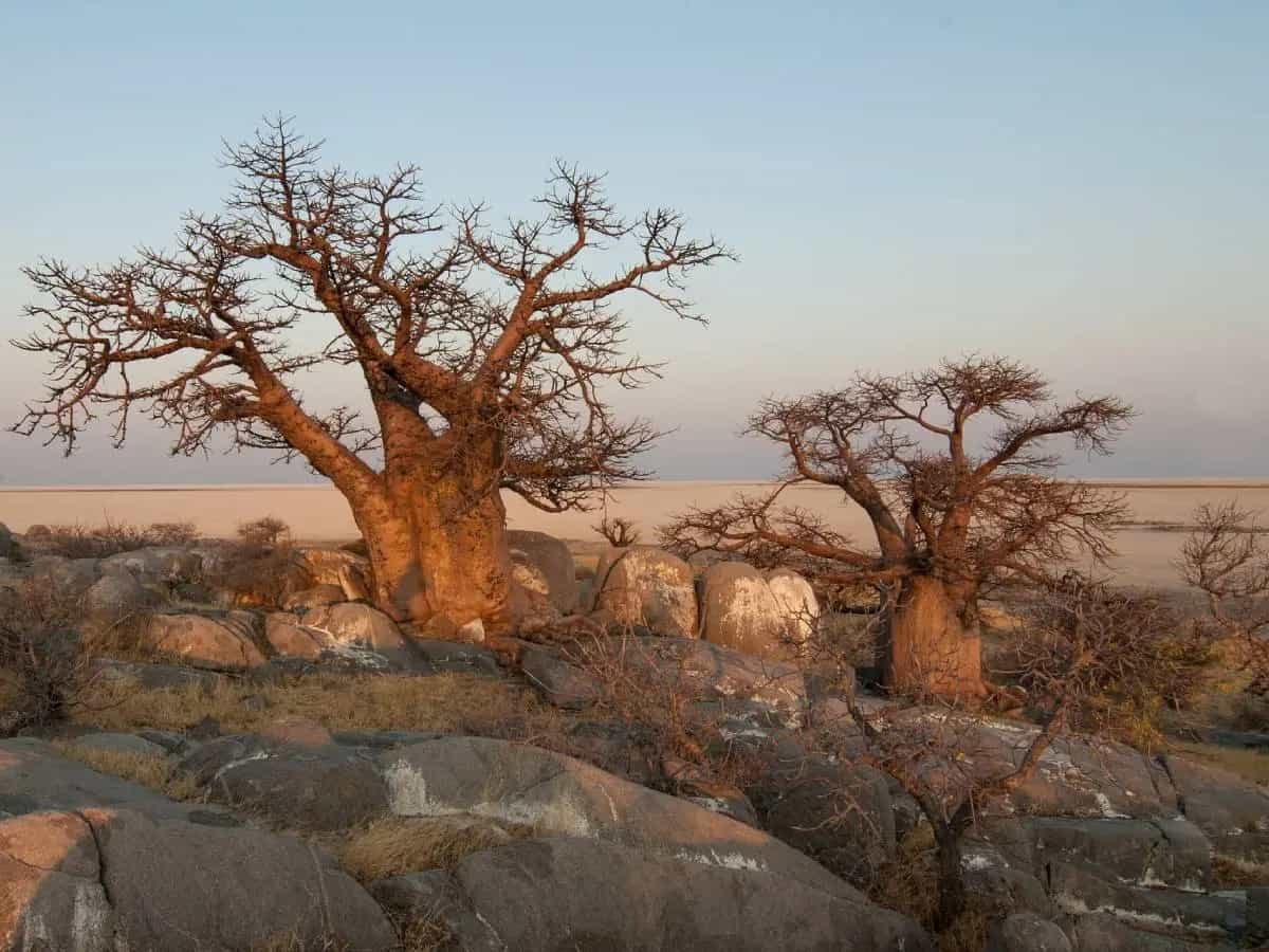 baobab a rischio