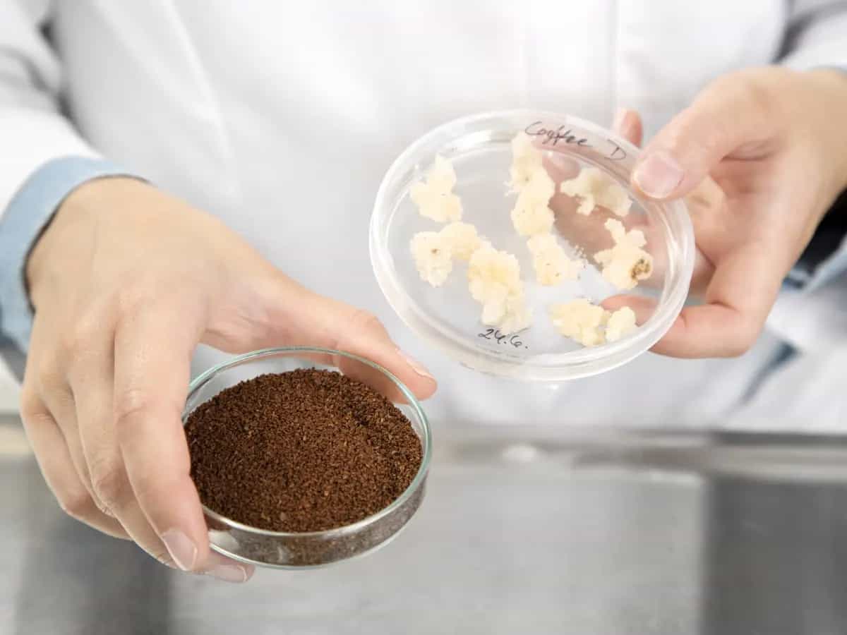 caffe in laboratorio