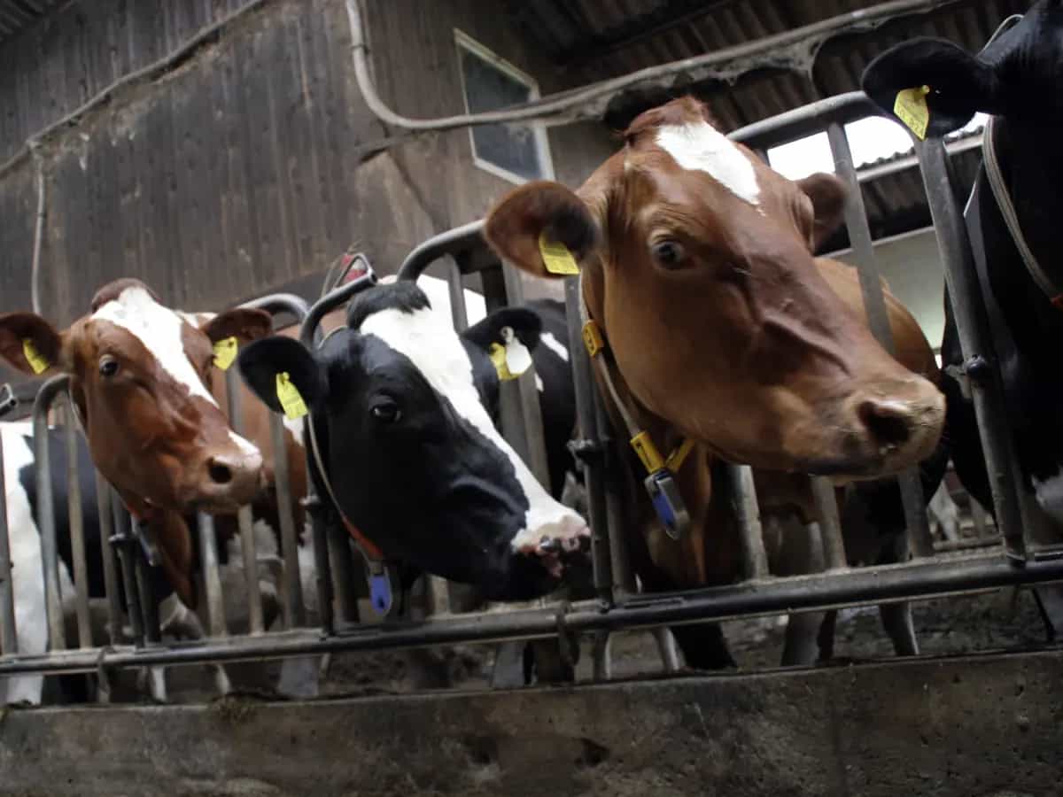 Le emissioni derivanti dalla produzione di carne sono quasi il doppio di quelle generate dalla coltivazione di vegetali