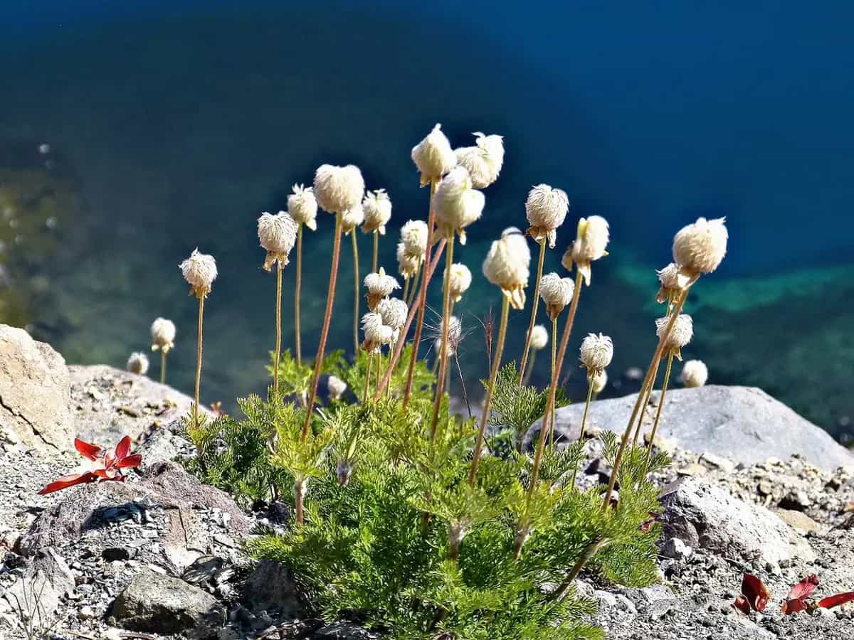 piante selvatiche rischio