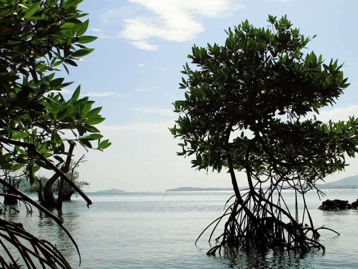 Il carbonio blu è la Co2 sequestrata da alcuni specifici ecosistemi costieri. L’assorbimento è così efficiente che la tutela di questi luoghi sta diventando importante