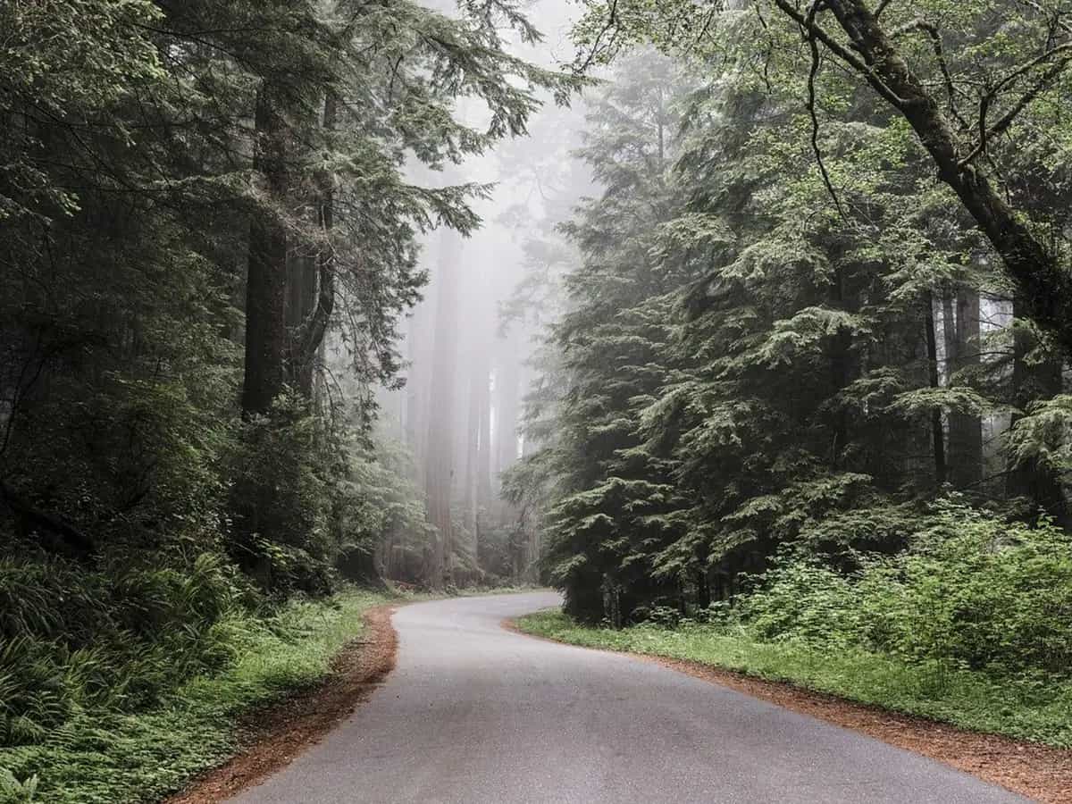 Migrazione assistita degli alberi