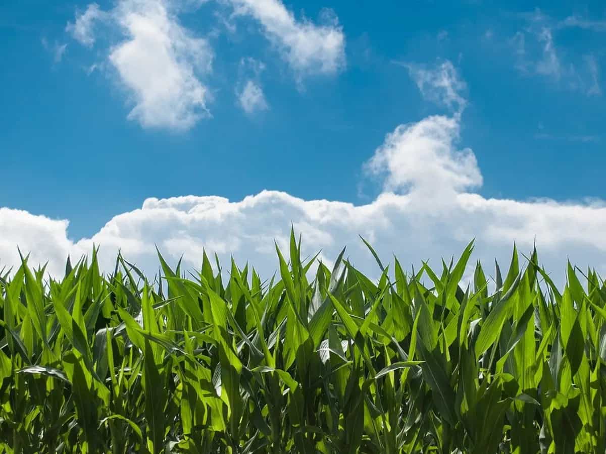 Trasformare l'anidride carbonica in amido
