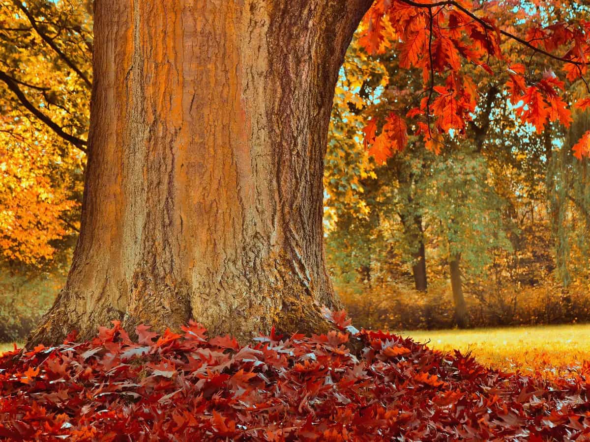 Grazie a un programma informatico, alcuni ricercatori riescono a tradurre i dati raccolti nelle foreste in cinguettii che sembrano scritti dagli alber