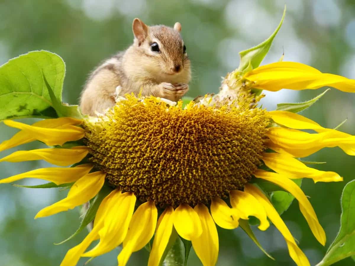 biodiversità pandemie
