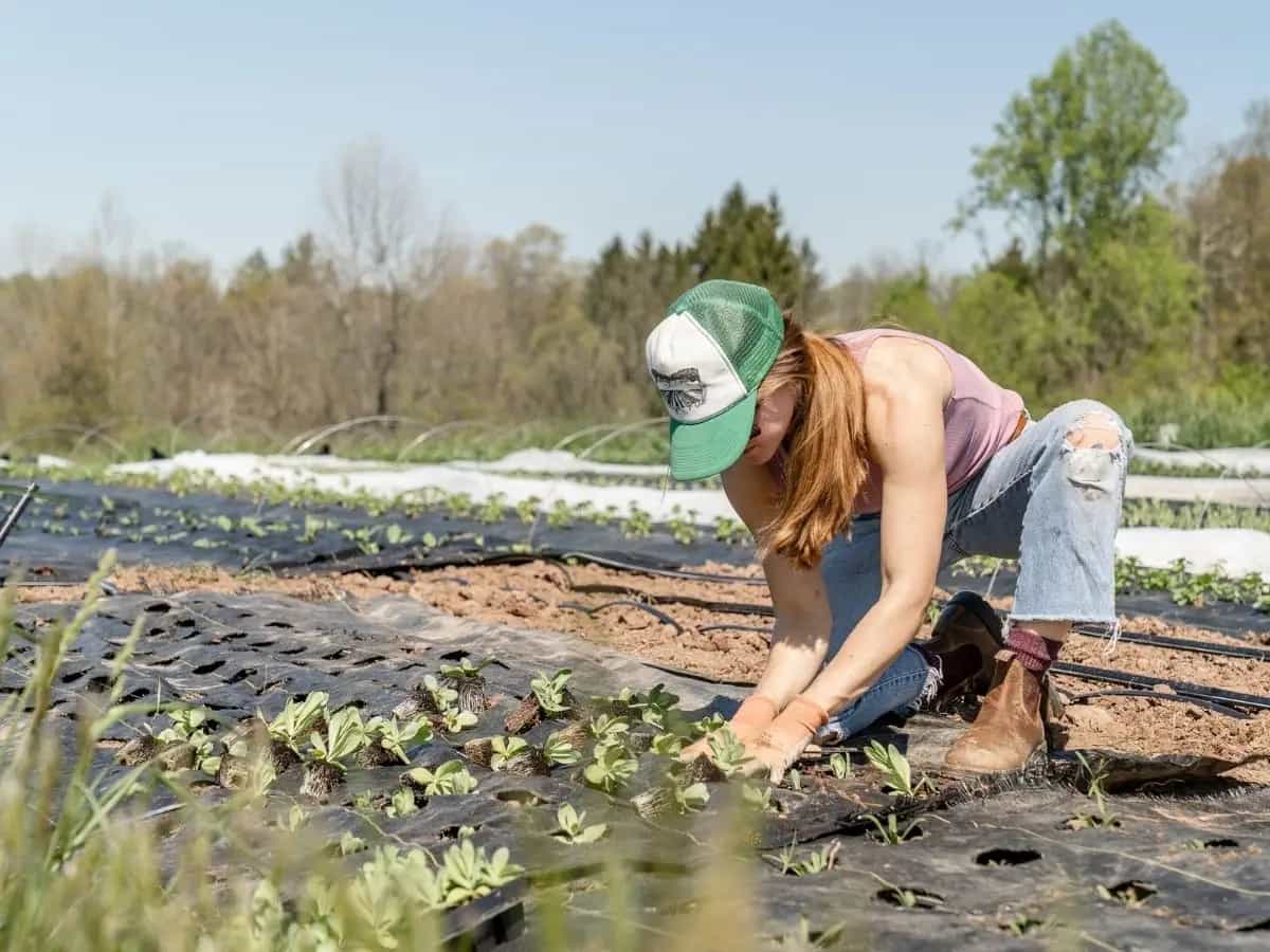 Ddl agricoltura biologica, cosa prevede il testo in attesa di approvazione