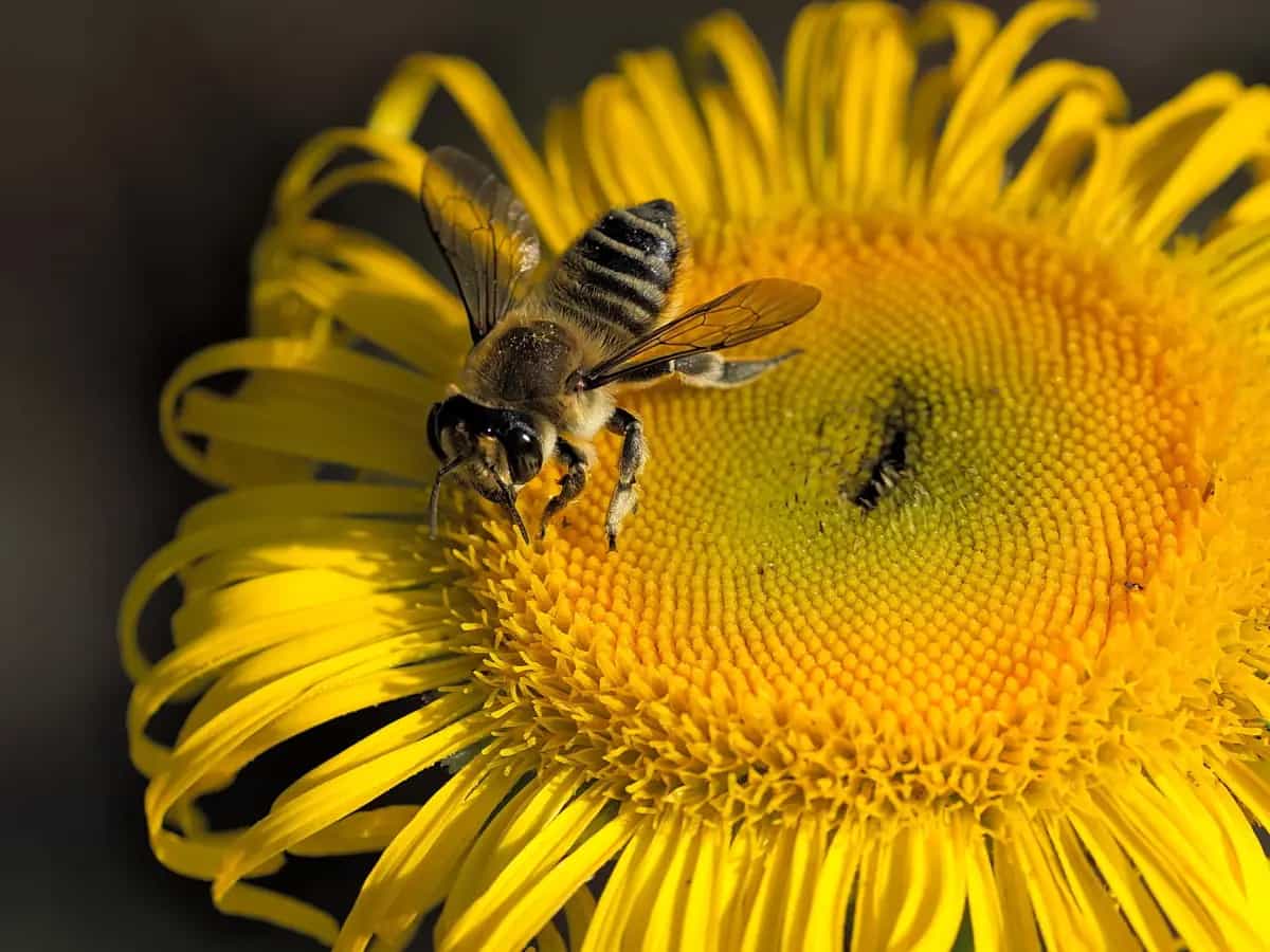 insetti impollinatori piante