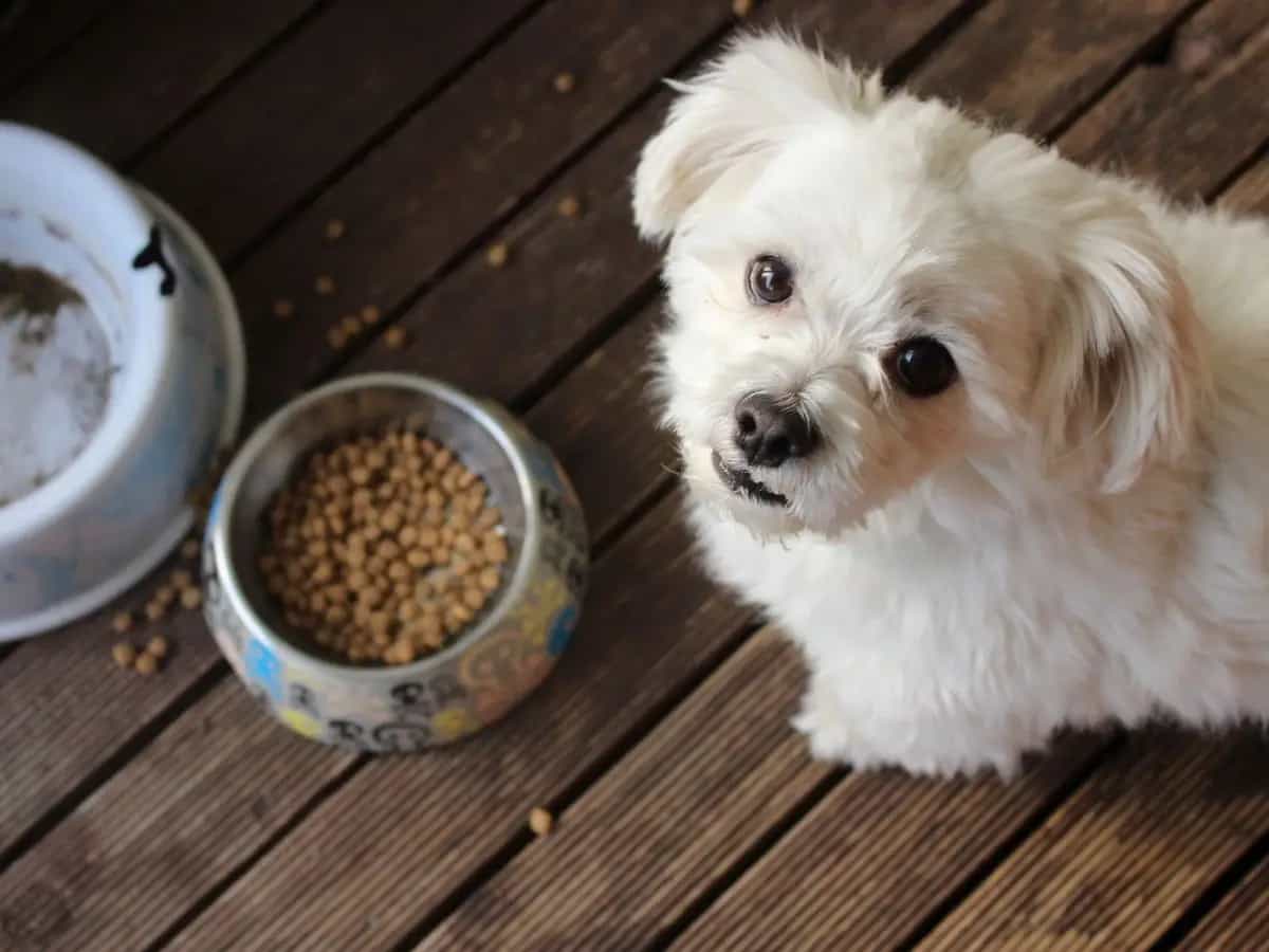 Crescono gli acquisti di cibo ecofriendly per cani e gatti