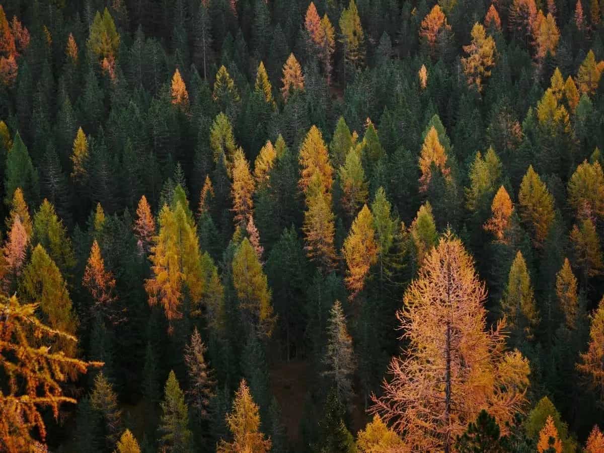 Gli alberi sopravvissuti alla tempesta Vaia del 2018 nel Nordest rischiano di morire. Colpa del bostrico, un insetto responsabile di una vera e propria epidemia