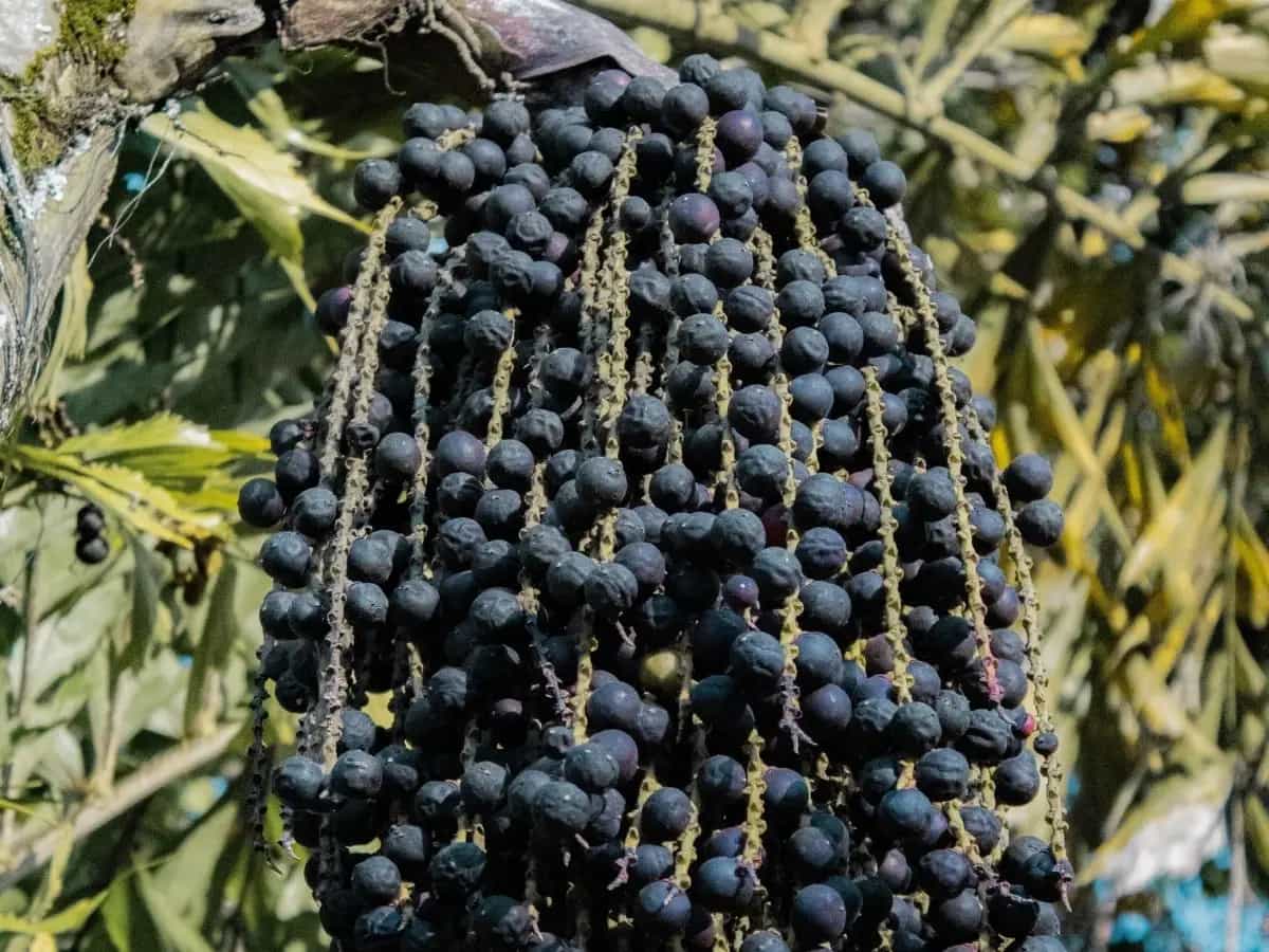 Le sempre più ampie coltivazioni di bacche di acai nella foresta amazzonica stanno mettendo a rischio la ricchezza della biodiversità in molte aree