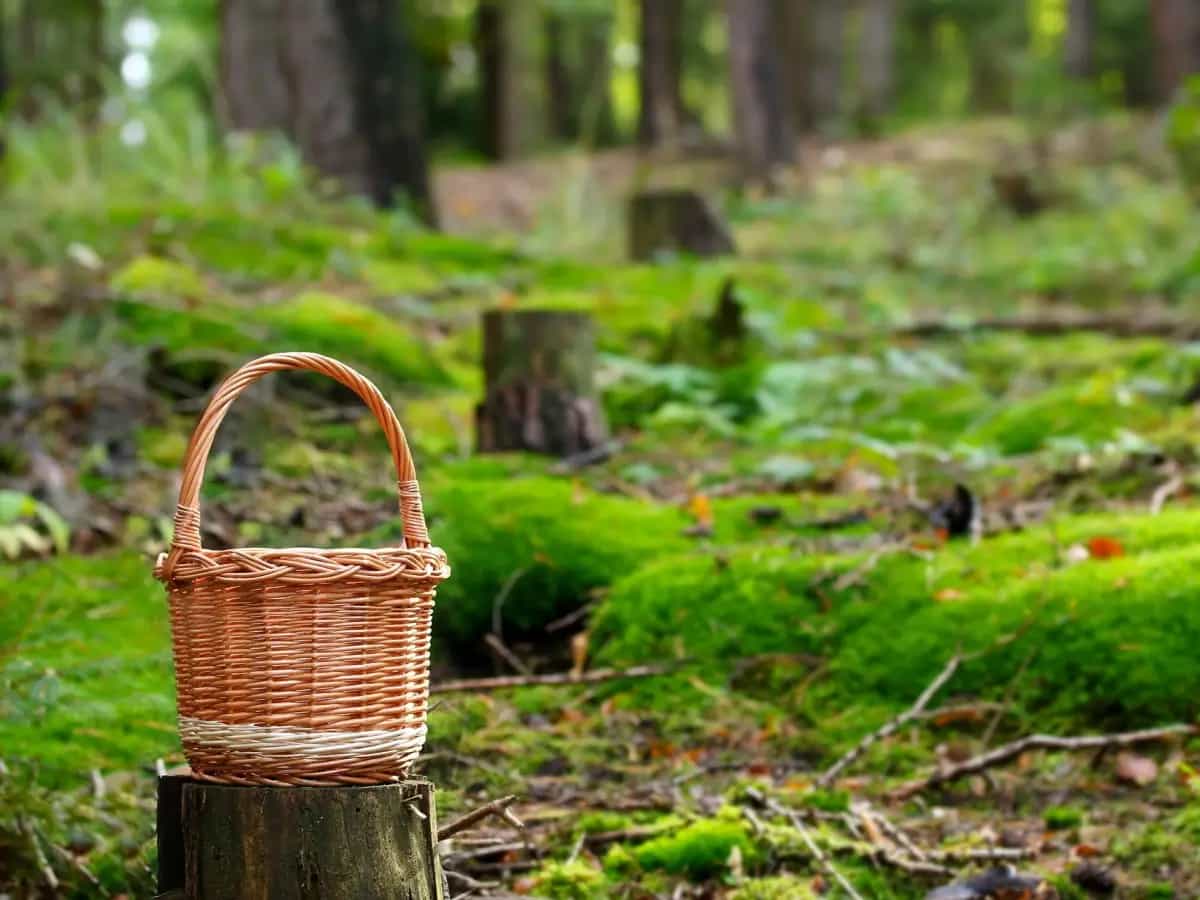 foraging