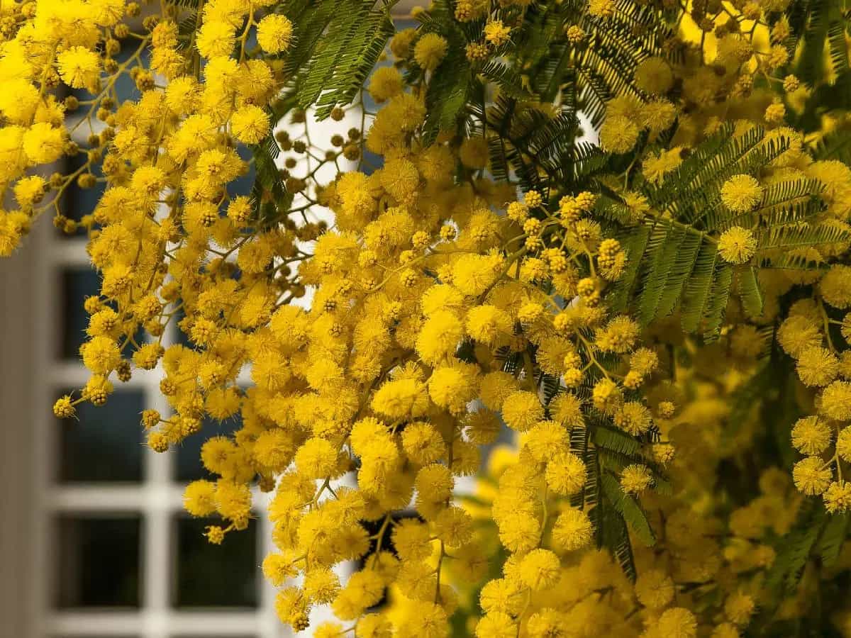 mimose in fiore clima