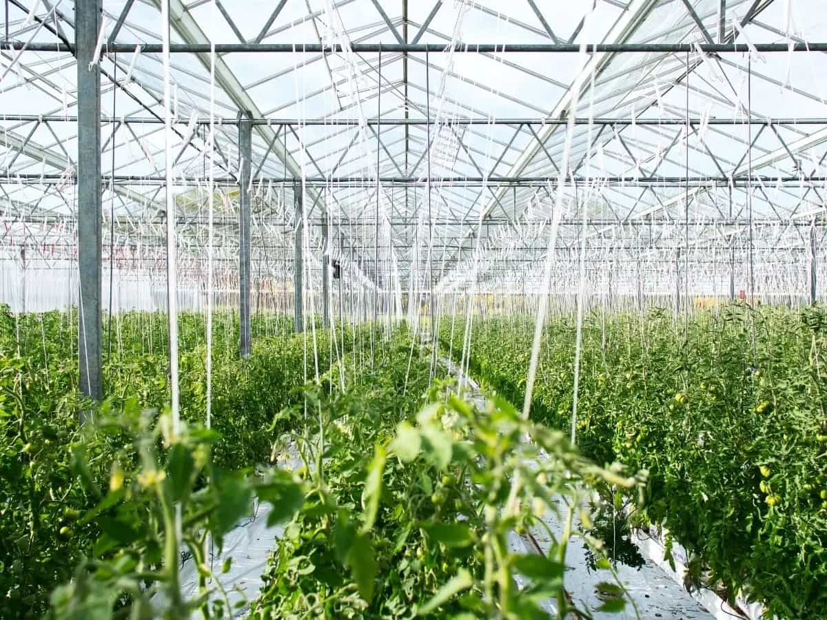 La Fao definisce l’uso della plastica nell'agricoltura “disastroso” e lancia l'allarme per la sicurezza alimentare