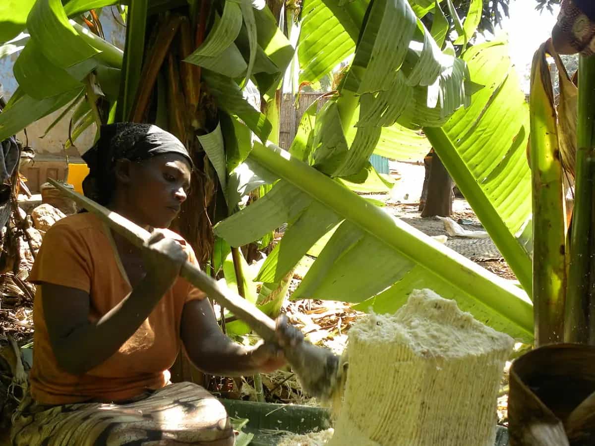 falsa banana
