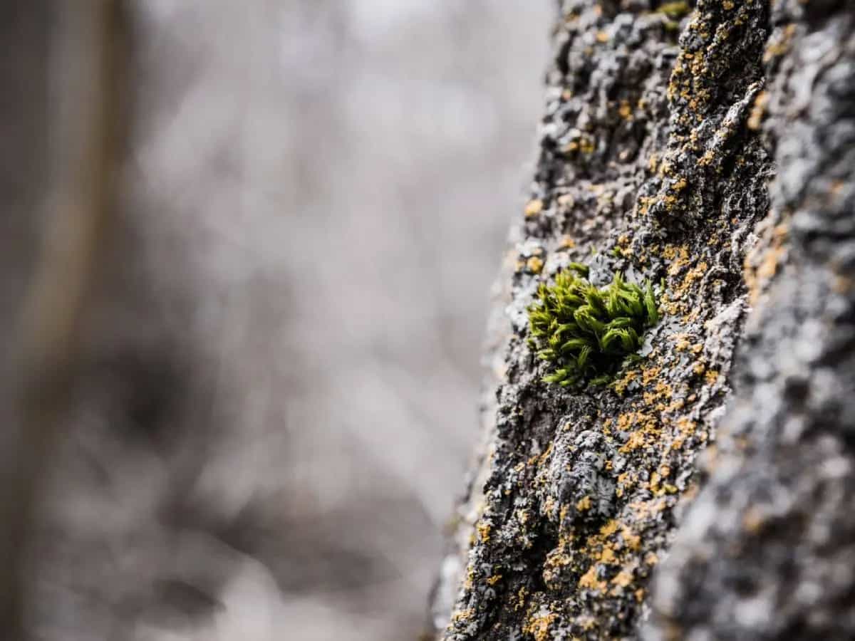 licheni cambiamenti climatici