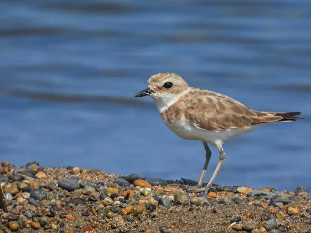 piante crisi clima animali miggratori