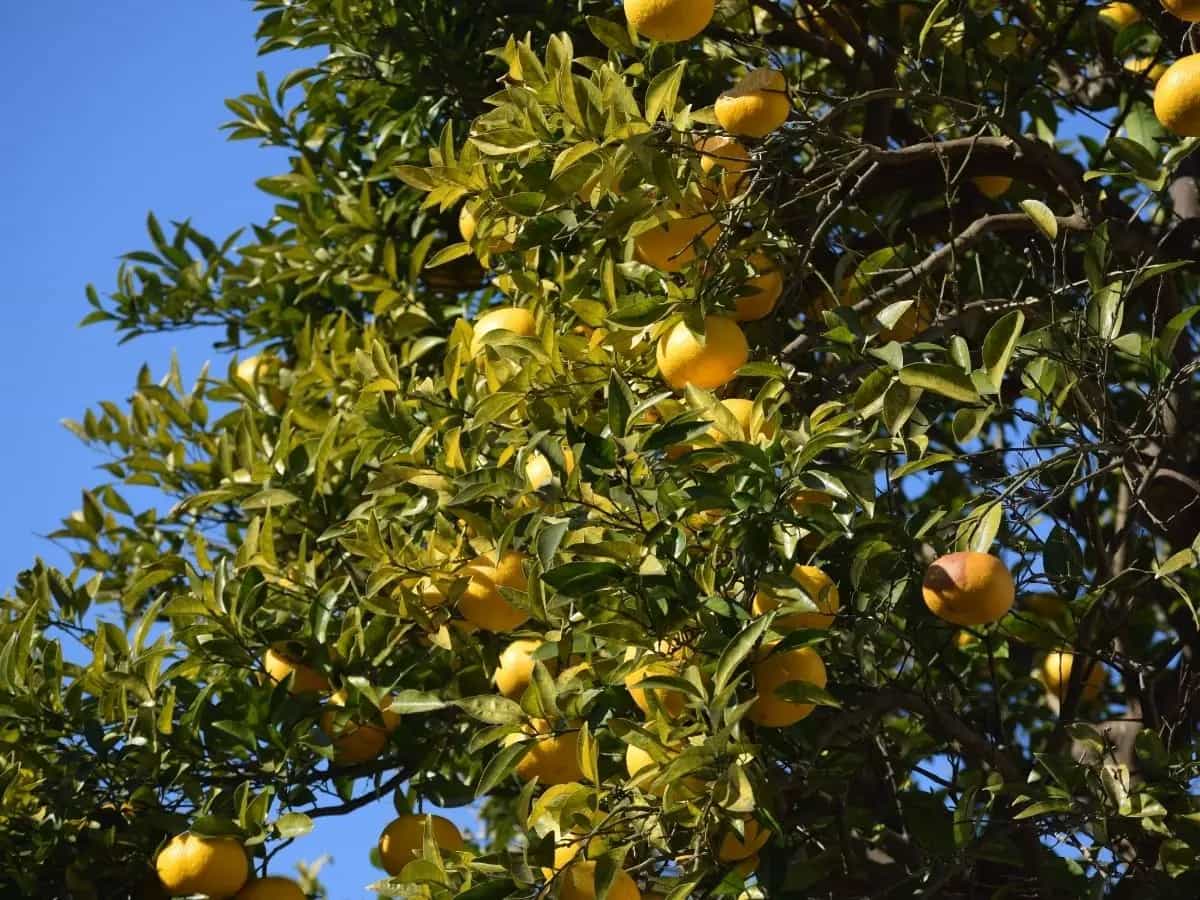 Lo yuzu potrebbe essere uno dei food trend del 2022