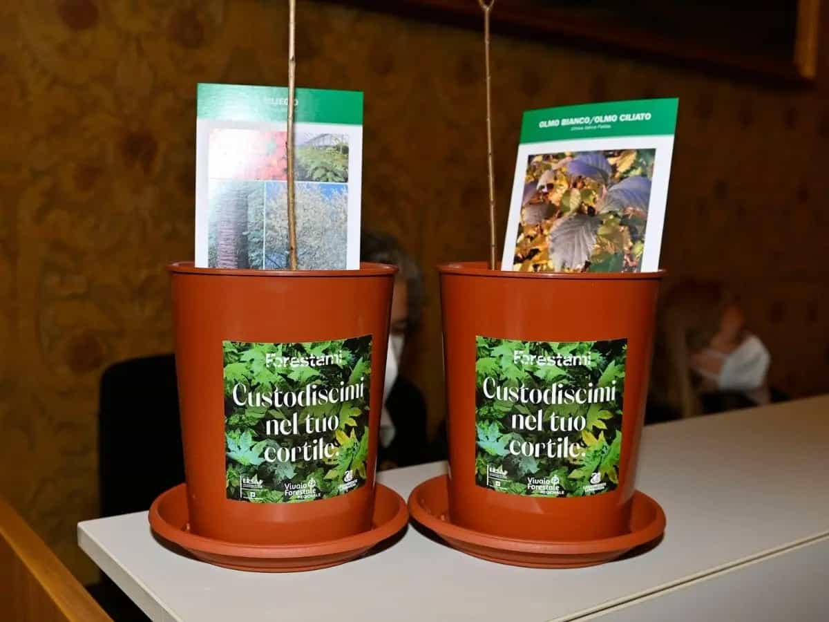 Milano dà in adozione temporanea ai suoi cittadini 2mila piante forestali che diventeranno i nuovi alberi della città