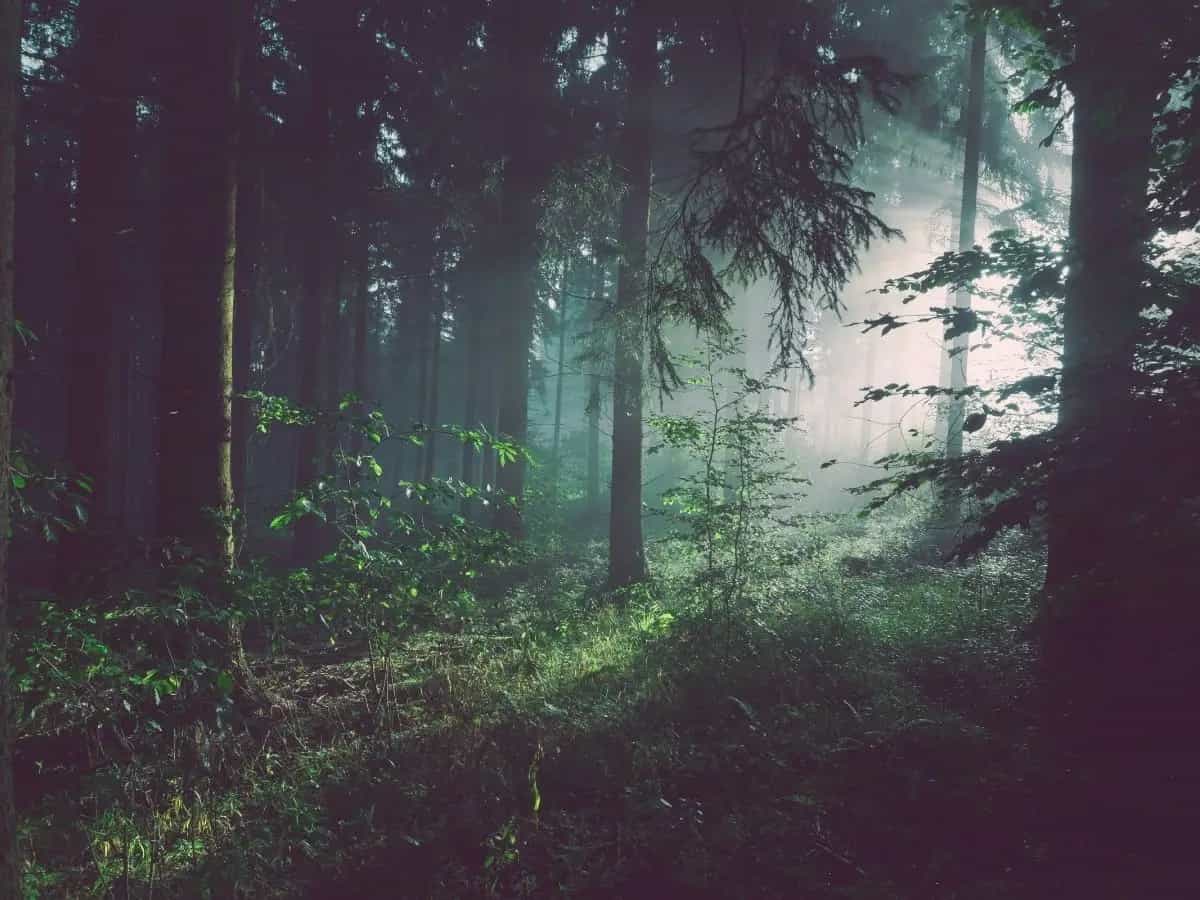 Le foreste vergini sono quelle rimaste inalterate dalle attività dell’uomo