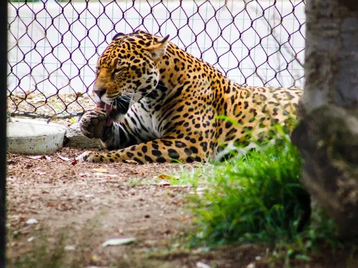 guerra Ucraina zoo