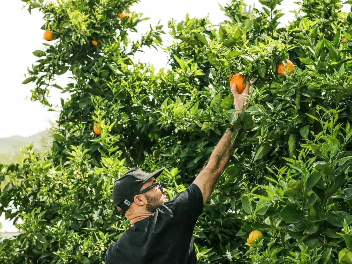 Il disegno di legge sull’agricoltura biologica ha avuto il via libera dal Senato