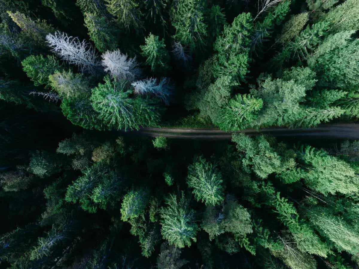 cambiamenti climatici foreste