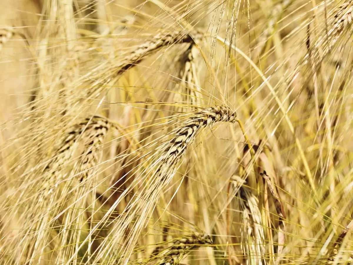 civiltà cereali antichi