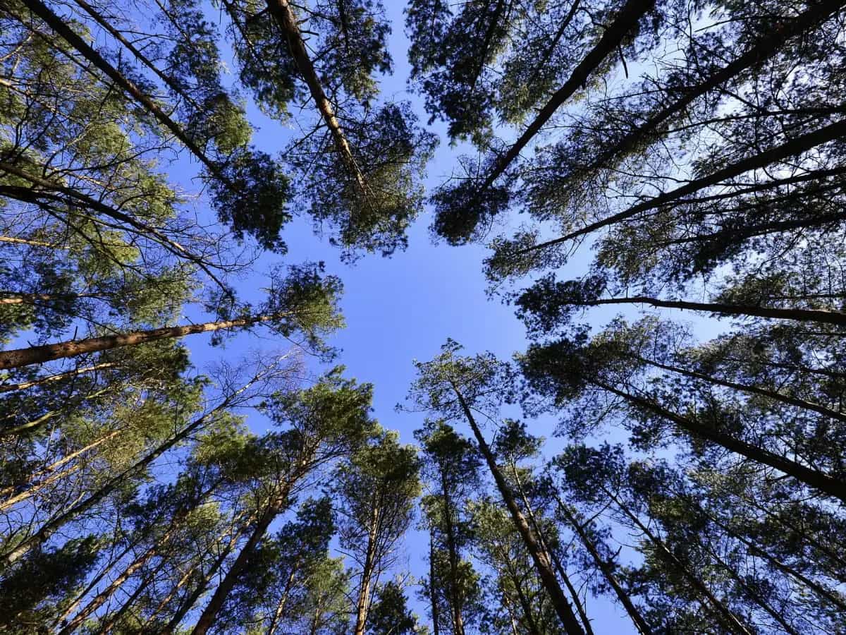 Riforestazione carenza acqua