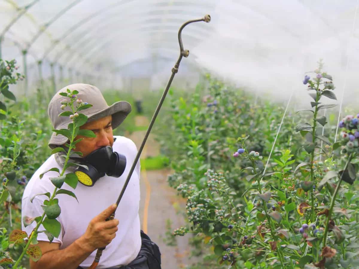 alimenti contaminati pesticidi