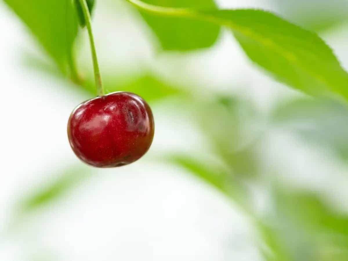Differenza tra ciliegie e visciole