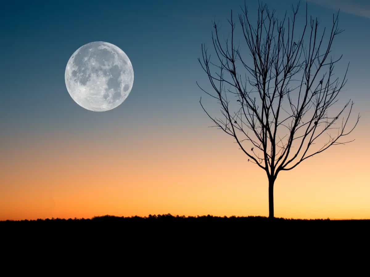 piante suolo lunare