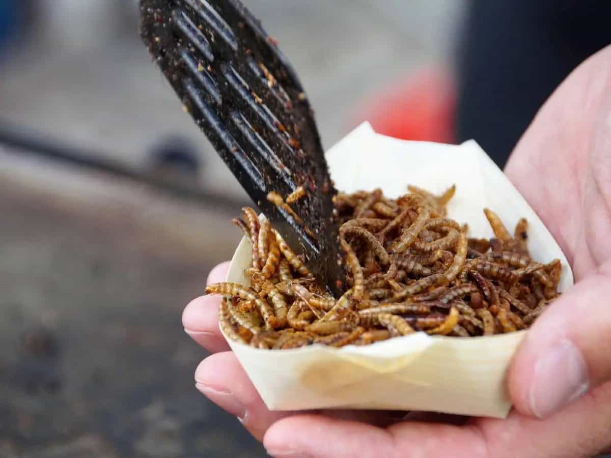alimentazione sostenibile