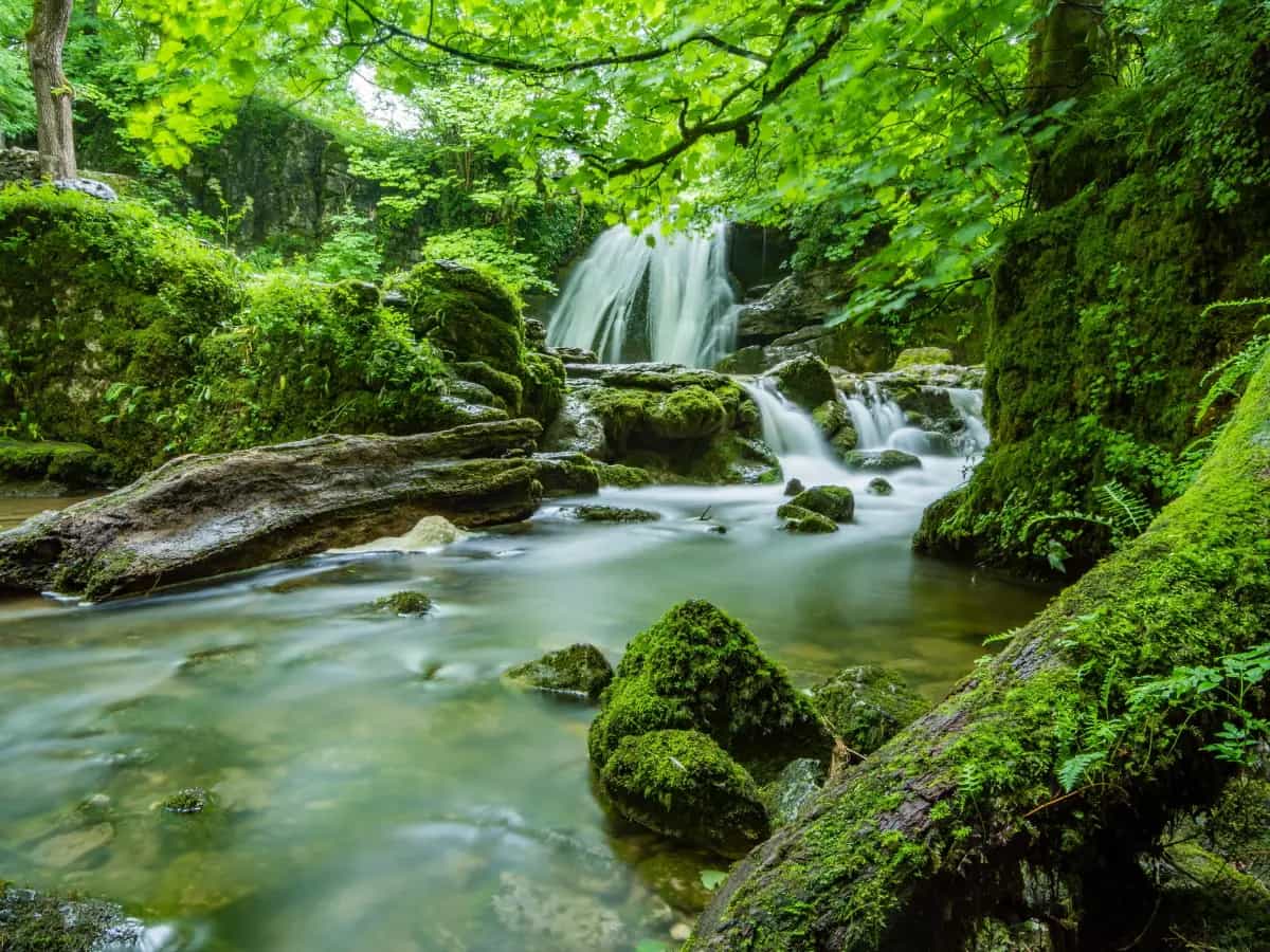 giornata mondiale foresta pluviale
